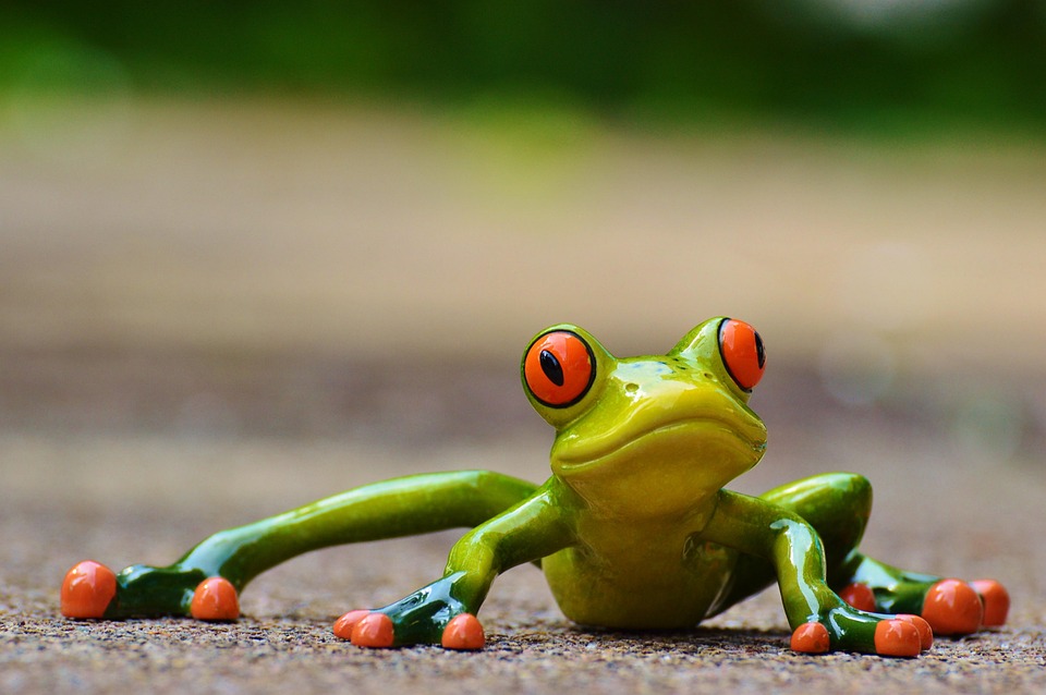 A funny frog, here to prove image rendering works